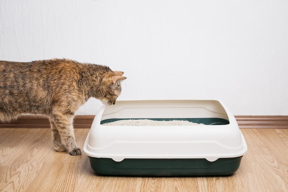 cat looks at litter box