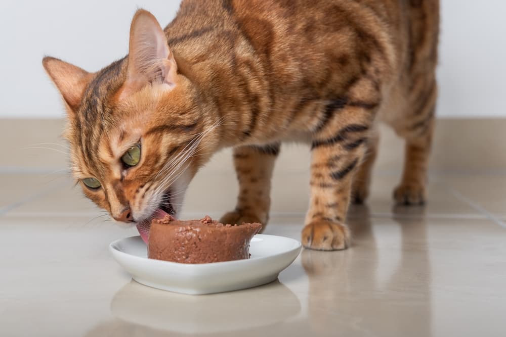 orange cat eating paté off a plate 