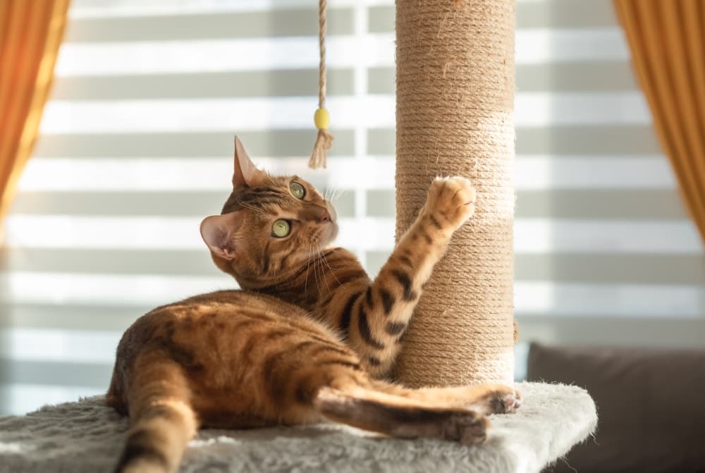 Cat playing with a toy 