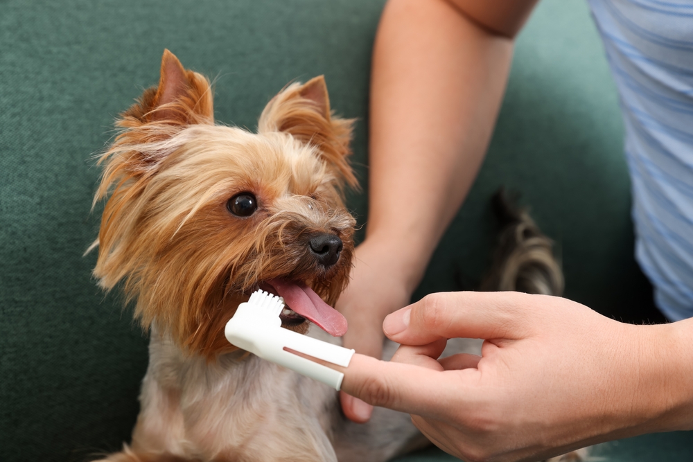 little dog with finger toothbrush