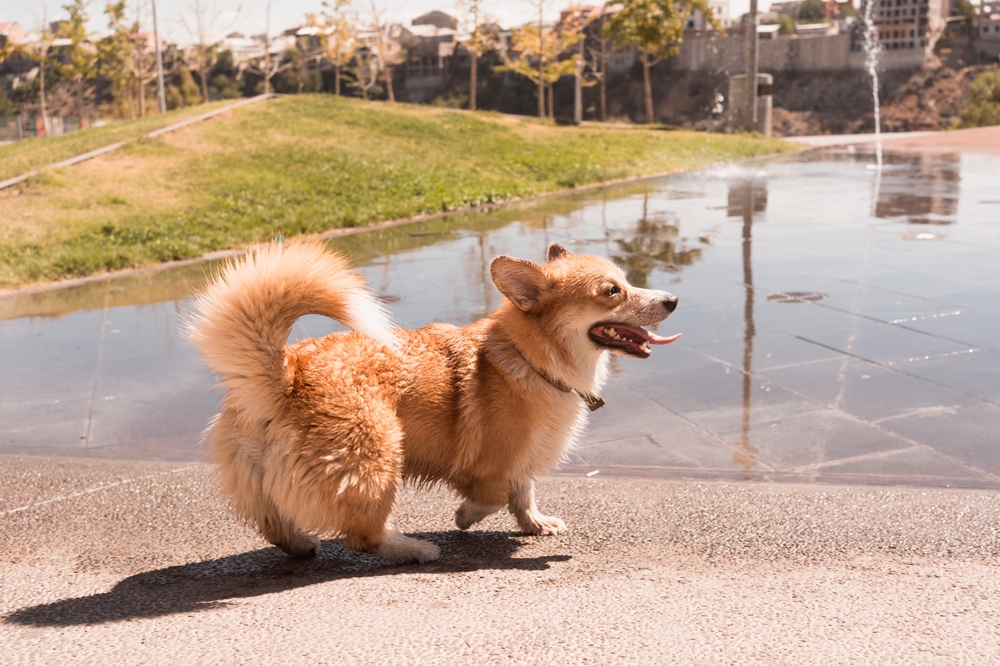 20 Dog Breeds With Curly Tails