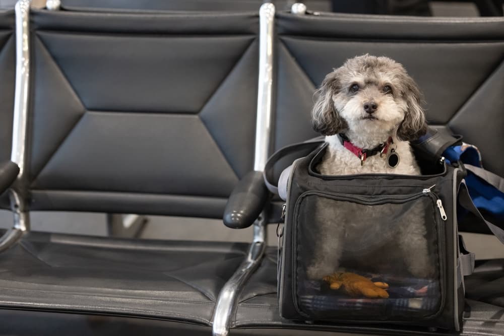 dog traveling in a crate