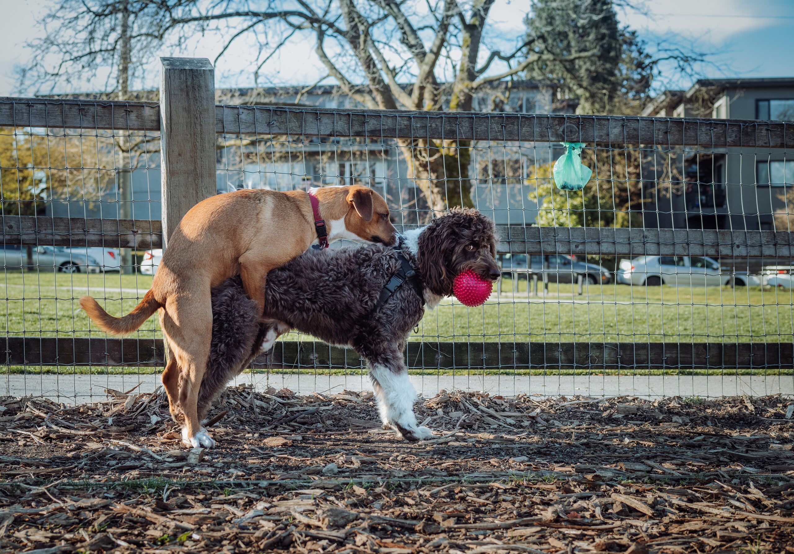 Why Does My Neutered Dog... Still Try to Hump Things?