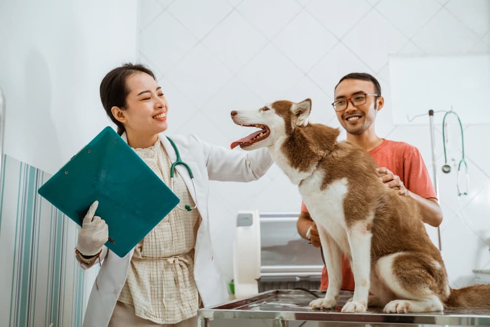 Veterinarian looks at dog and owner watches