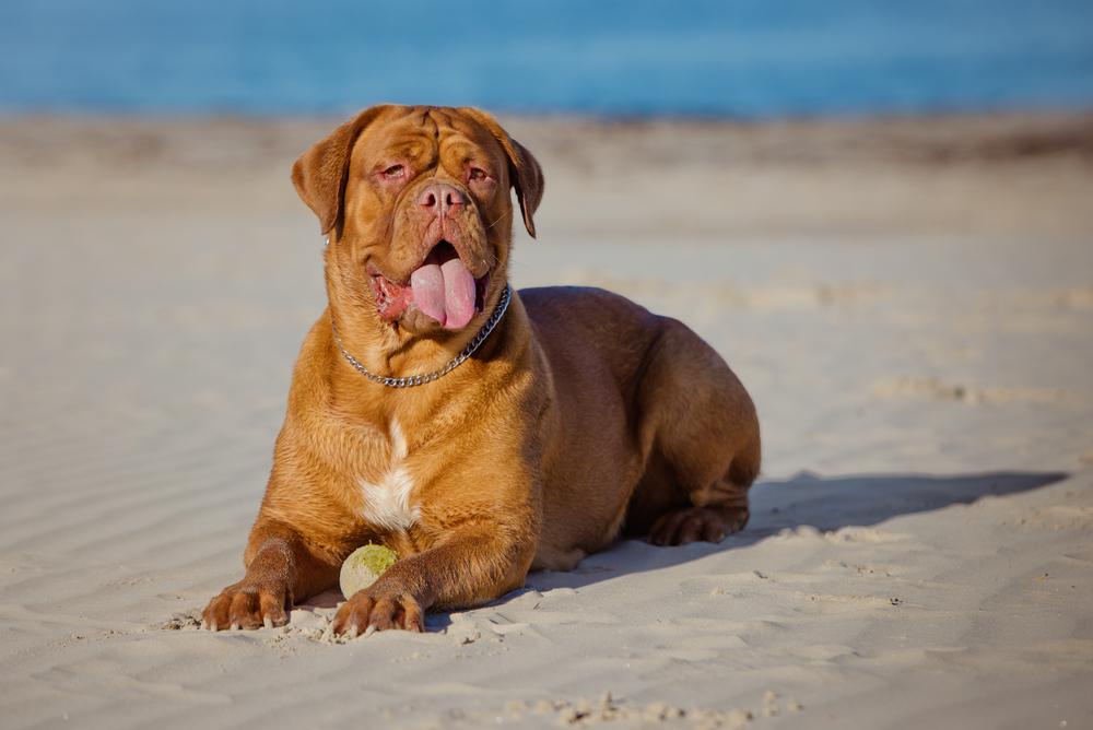 dogue de bordeaux flat faced breed