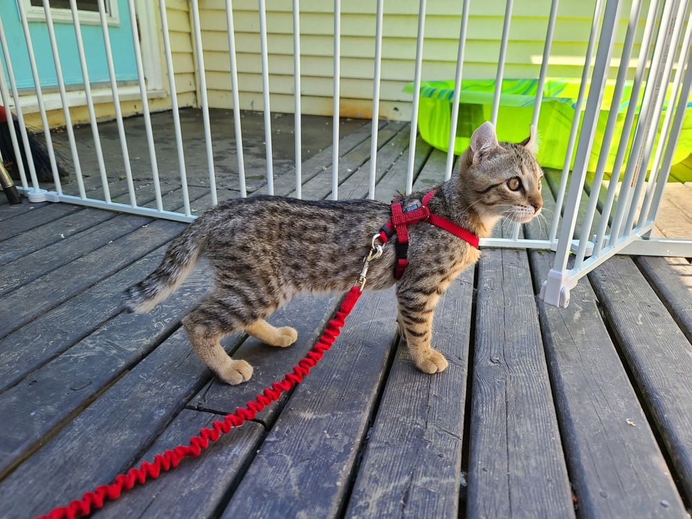 Keeping Felines Safe: Best Cat Gates of 2024