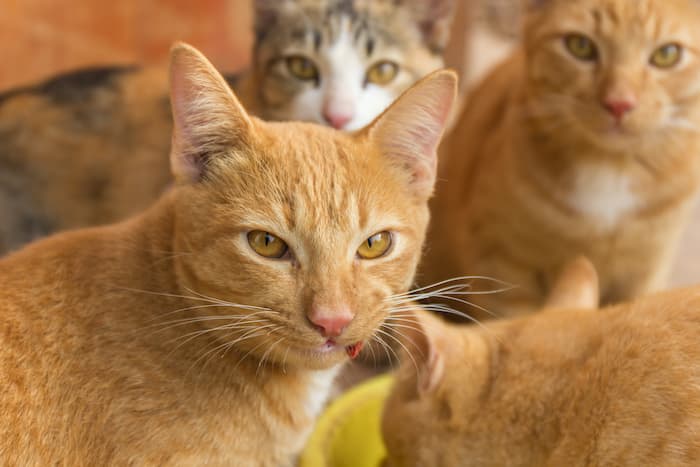 group of orange cats surrounding a bowl of food