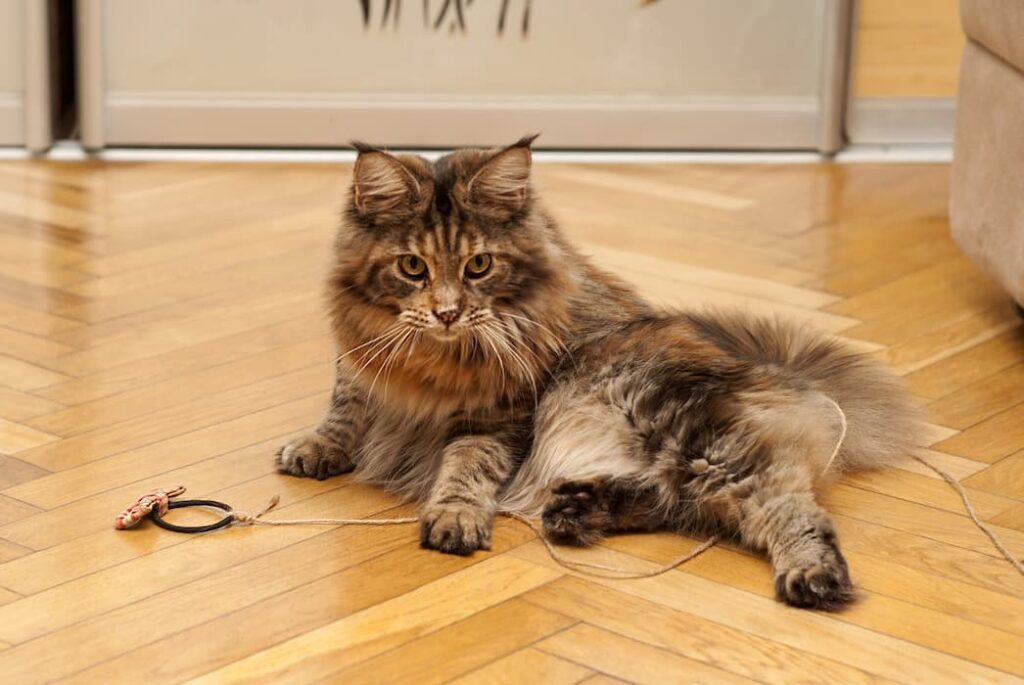 cat plays with silvervine toy