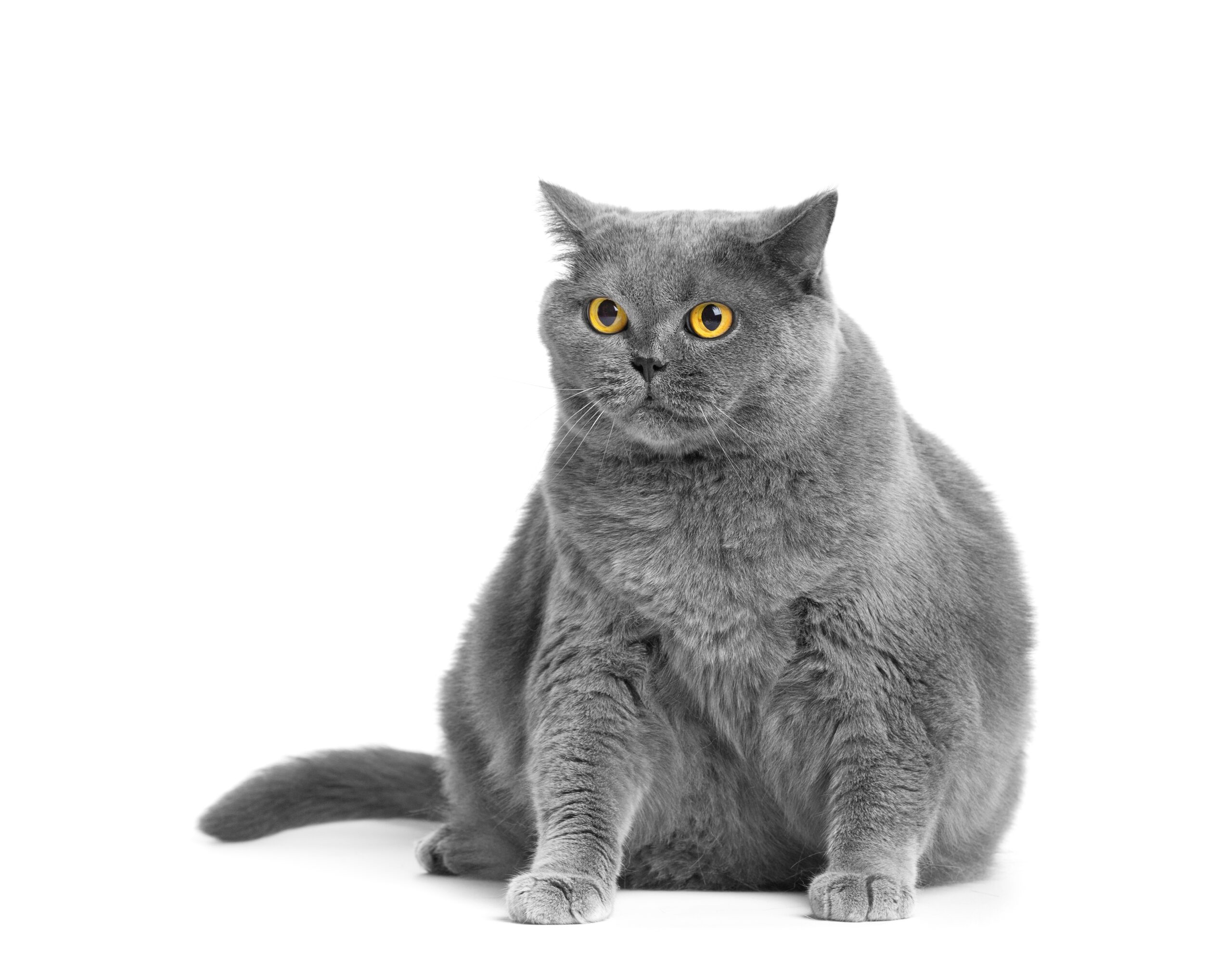 Help Your Overweight Cat Lose Extra Pounds