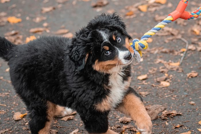 if your puppy likes toys, consider a variety like rope toys