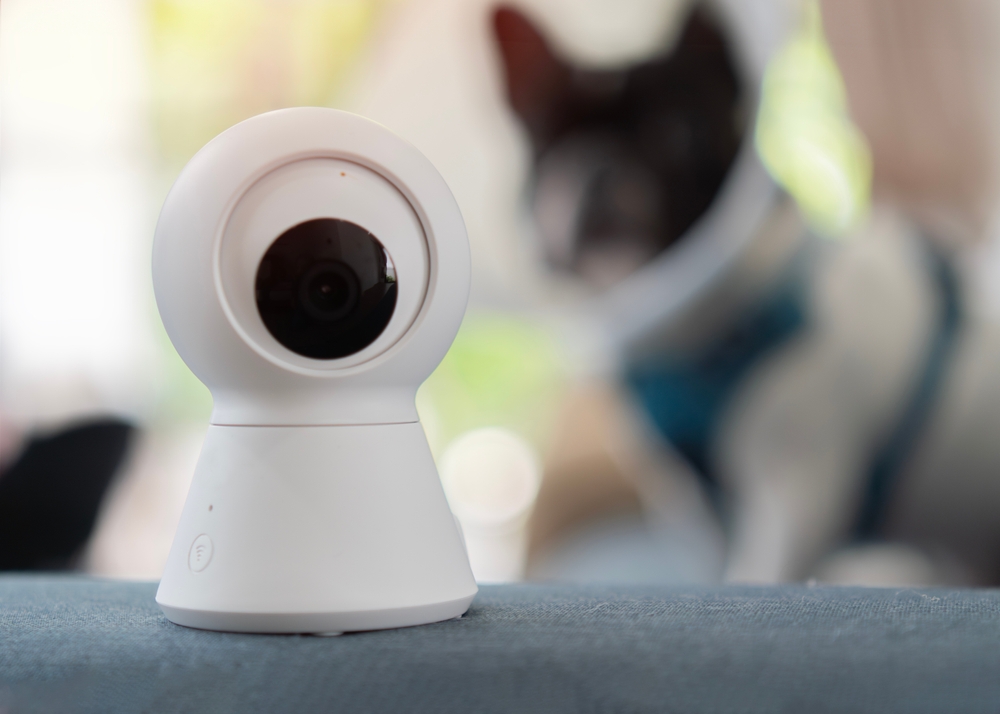 Top 7 Dog Cameras of 2025