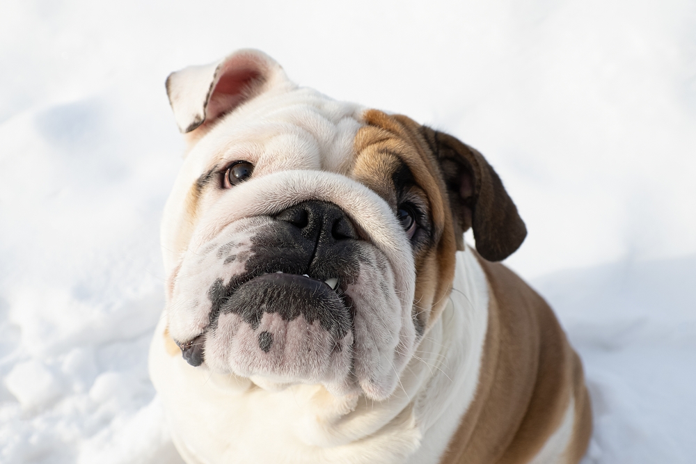 The English Bulldog is flat faced