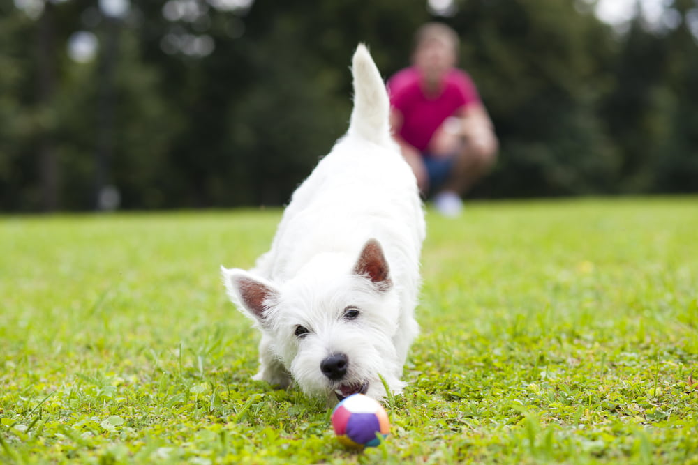 Pet-Safe Weed Killer: 5 Options to Protect Your Lawn