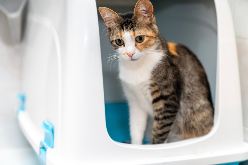 Cat sitting in litter box