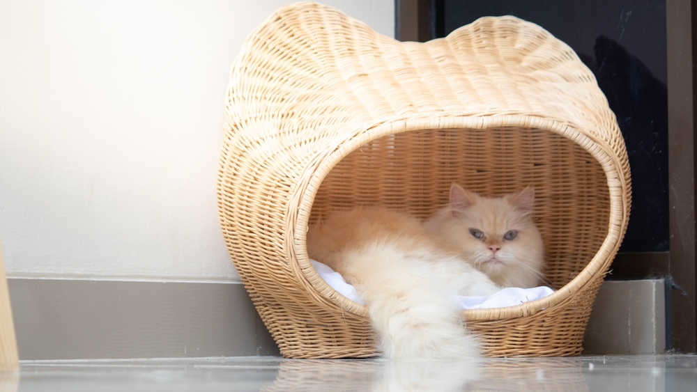 Cat looking out from wicker posh bed