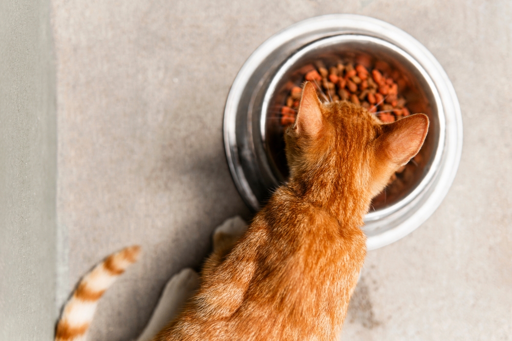 Best Dry Cat Food of 2025: Top 11 Picks