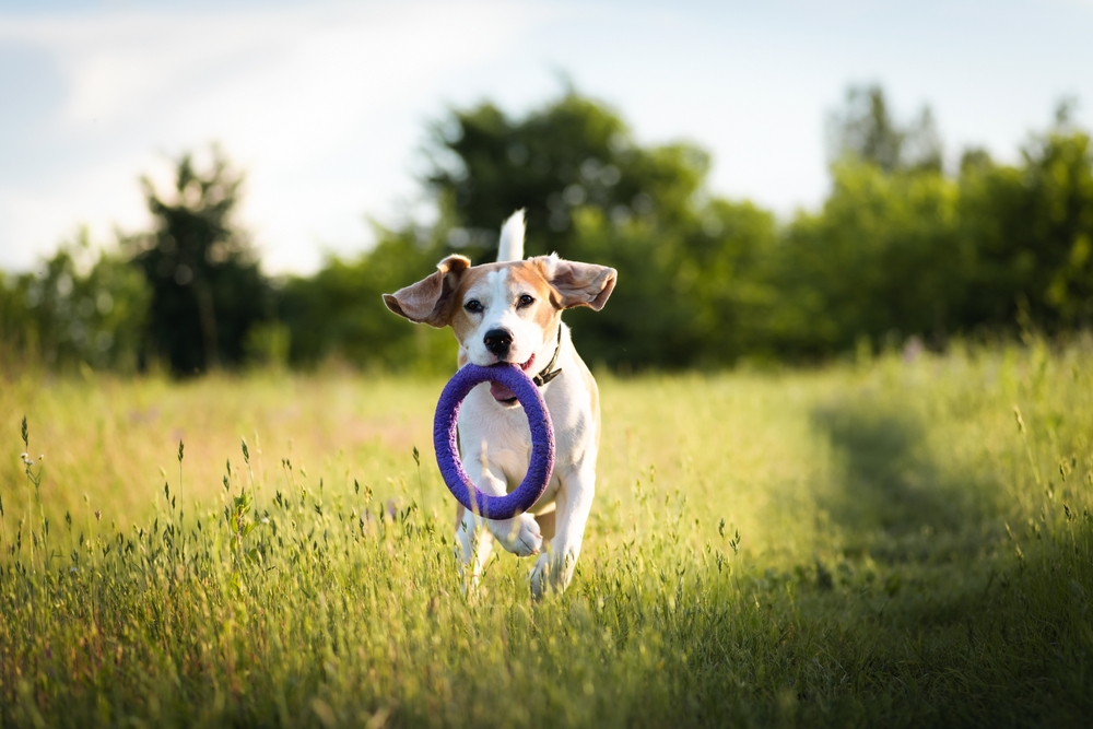 beagle running with purple ring toy in its mouth