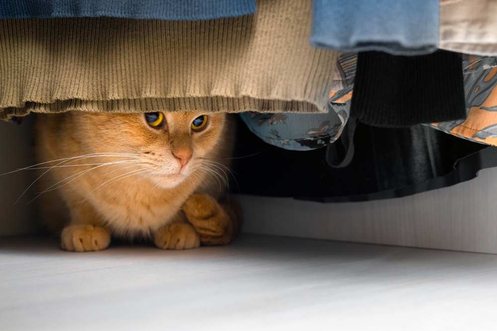 10 Ways to Manage Cat Separation Anxiety