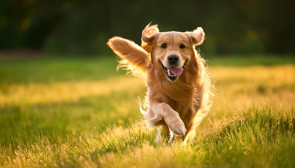 How to Properly Care for Active Dogs: A Complete Guide