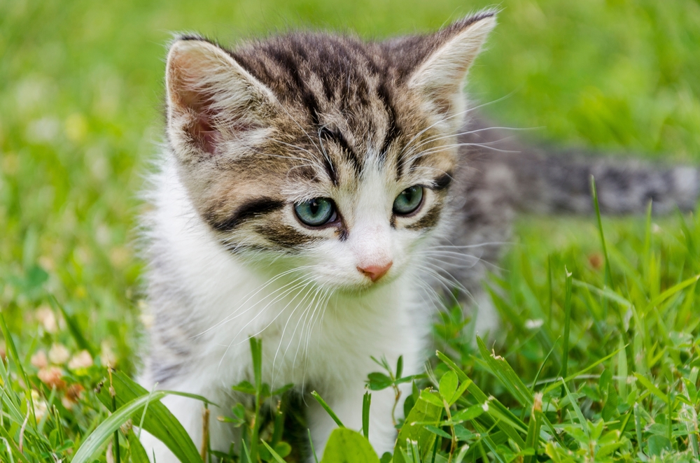 Most Popular Kitten Names