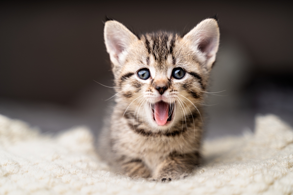 Most Popular Kitten Names