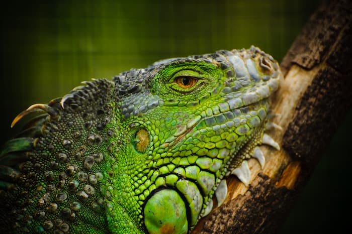 fun facts about iguanas