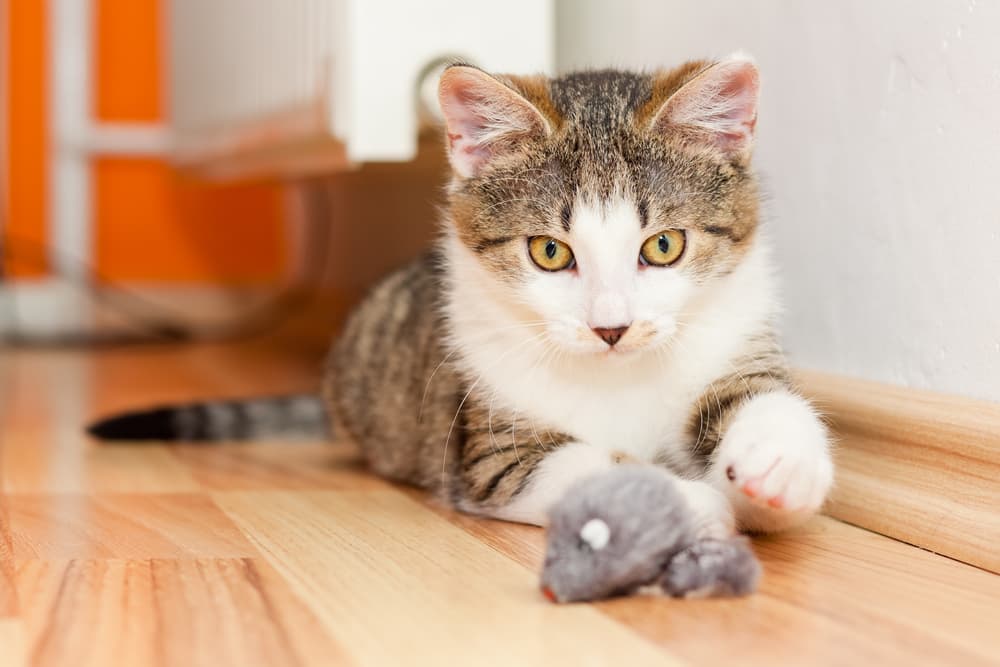 Cat pouncing on mouse toy