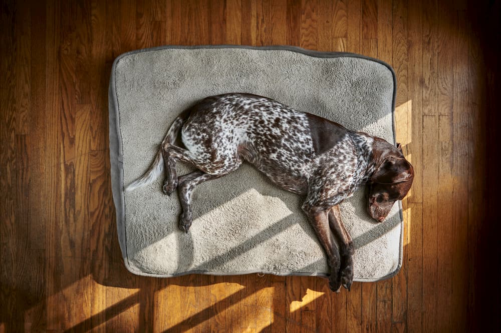 dog sleeping on orthopedic dog bed on hardwood floor