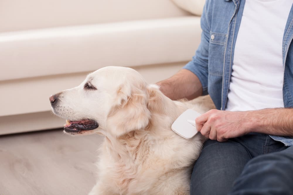 large fluffy white dog being brushed