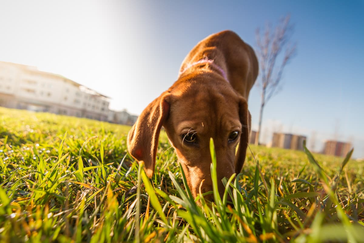 7 Best Supplements To Help Soft Dog Poop