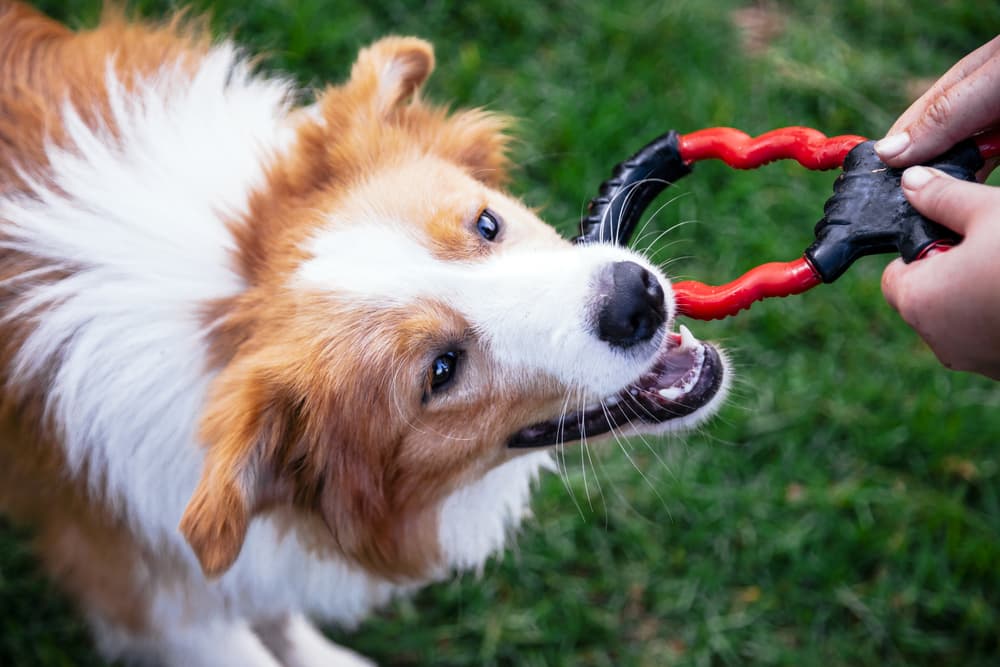 Dog playing with a dog tug toy