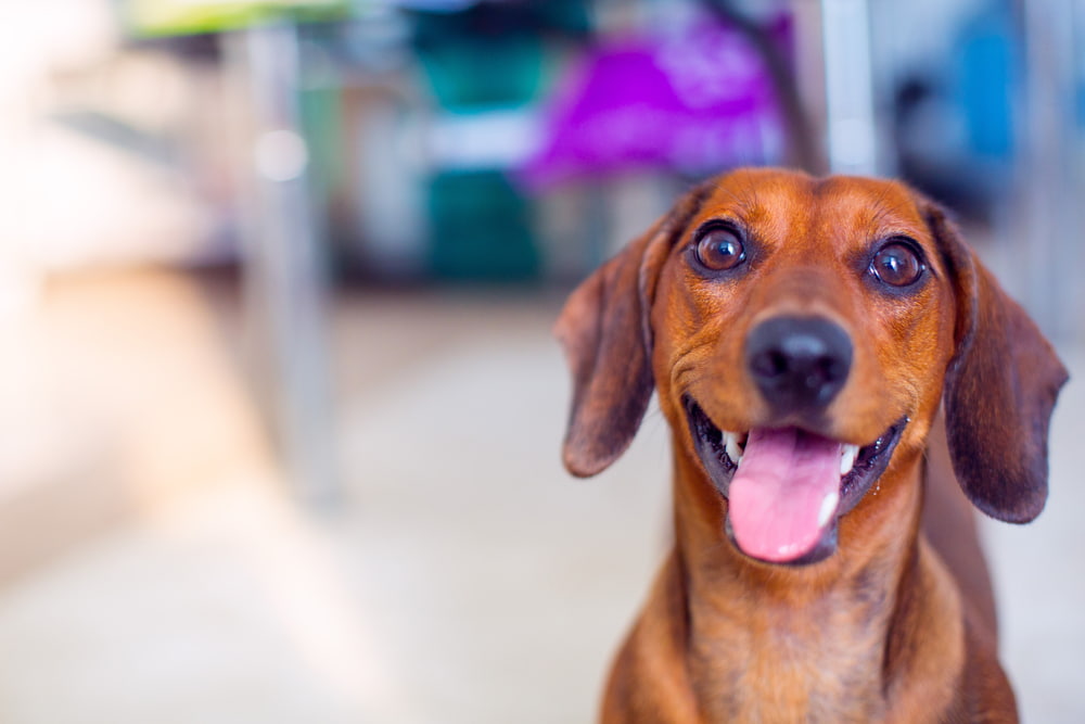 Happy dog at home in the kitchen