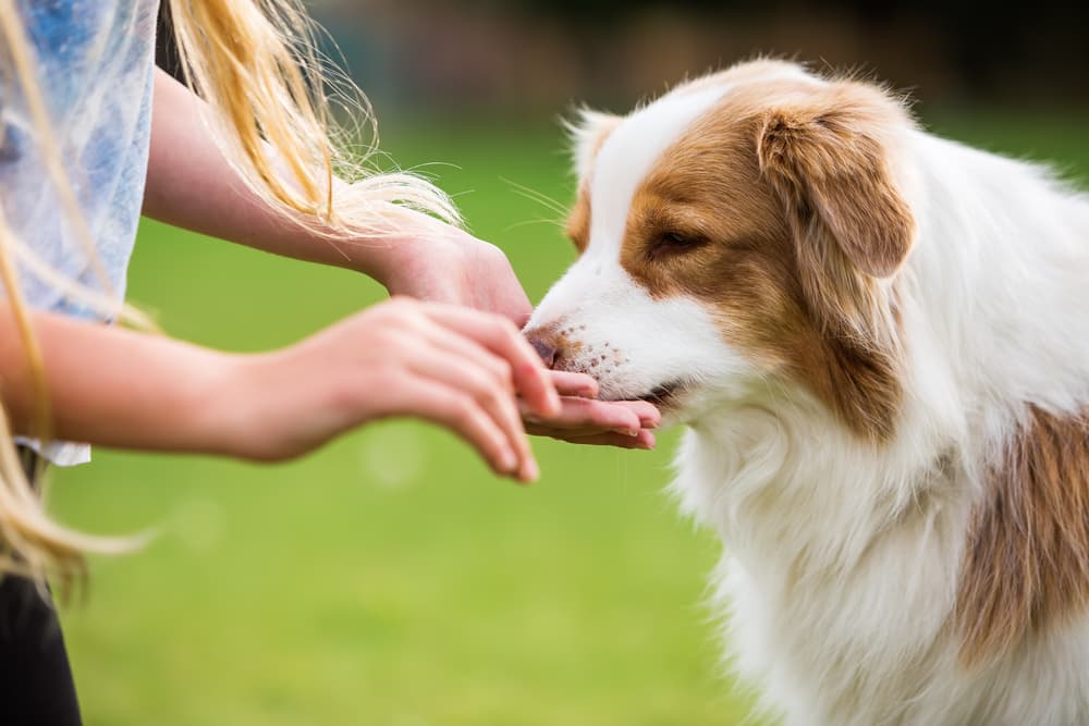 Woman giving dog treat outside