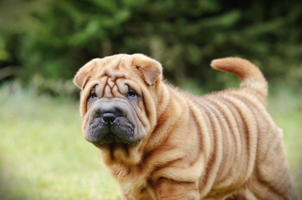 A Chinese Shar Pei flat faced dog