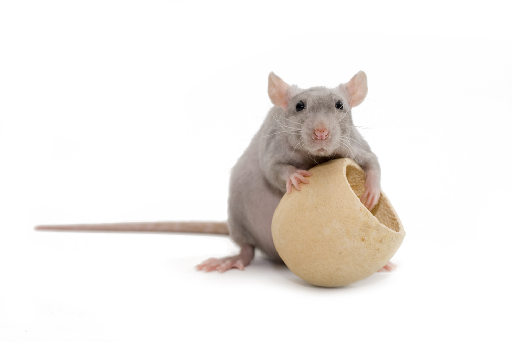 Pet Rat Fun: Make Life More Interesting With Food Puzzles