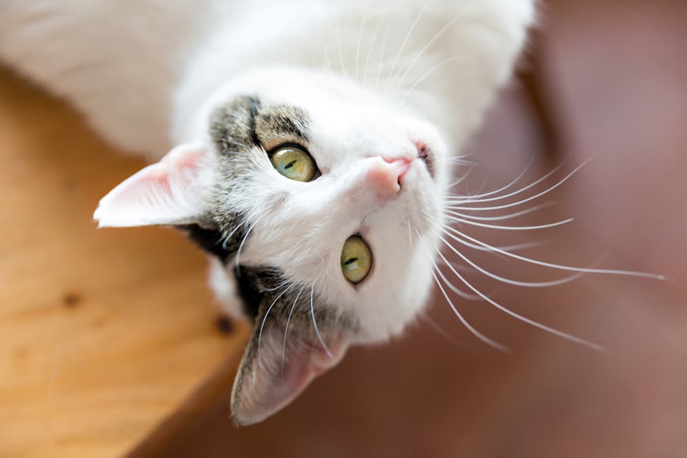 Cute cat looking up to camera