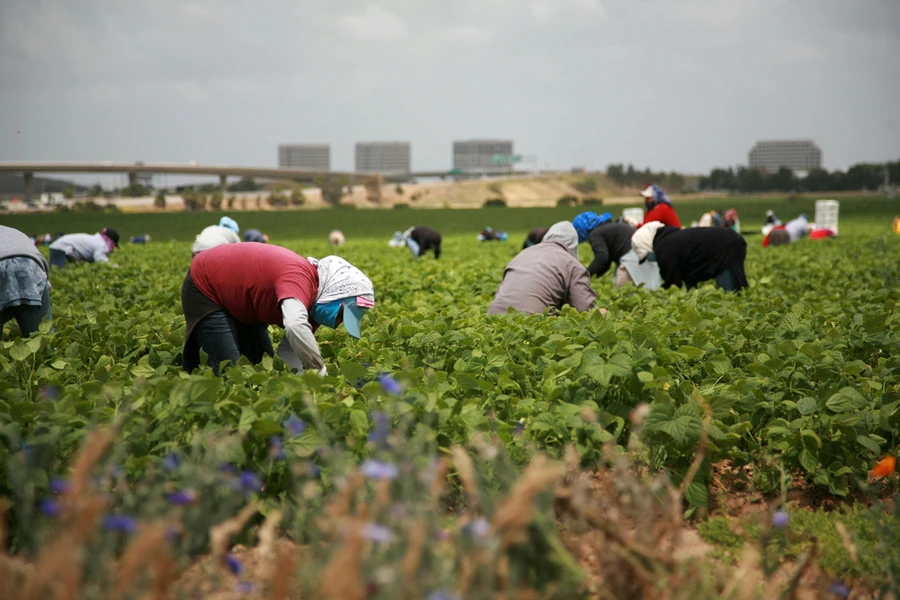 Farm workers.?w=200&h=150