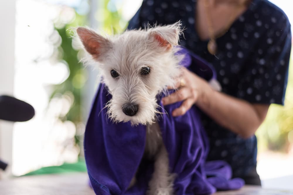 Dog being rubbed with a towel