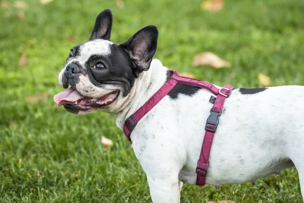 Happy healthy smiling dog who takes prebiotics