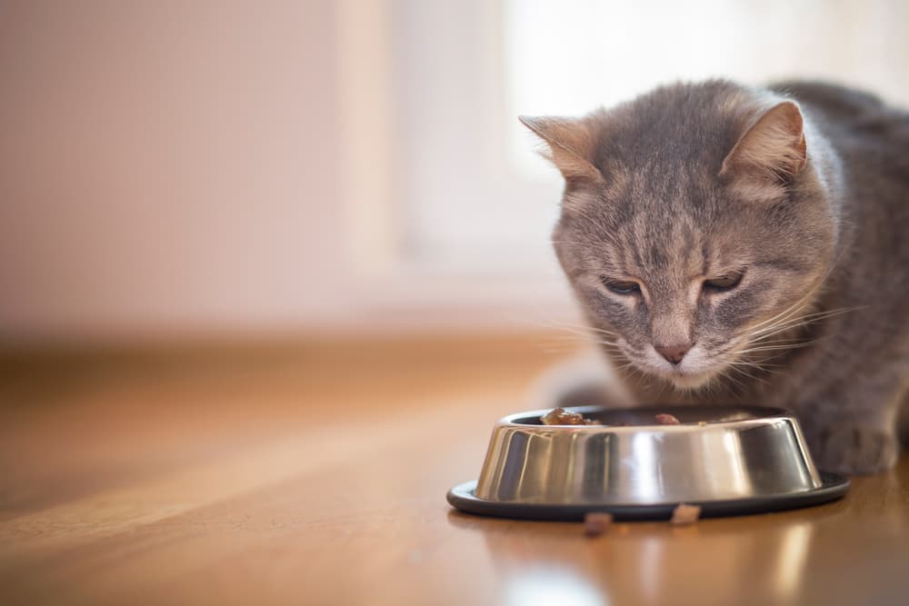 Cat eating from its food bowl on the floor