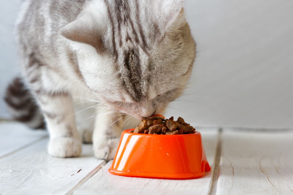 Best Cat Food for Weight Loss: 8 Healthy Options