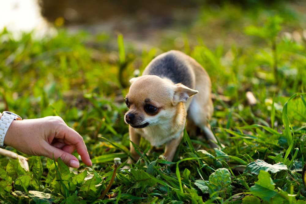 Dog cowering in fear and waiting for anxiety supplements for dogs