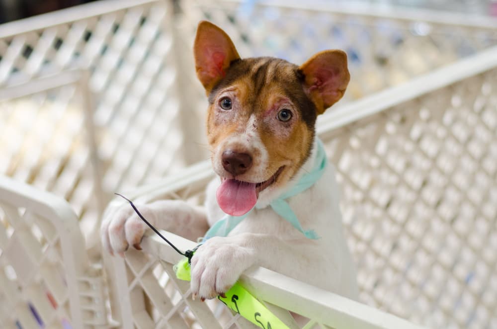 puppy with paws up on inside of dog pen