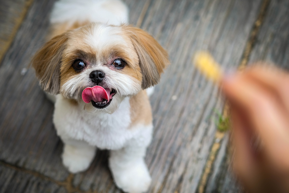 Shih Tzu dog