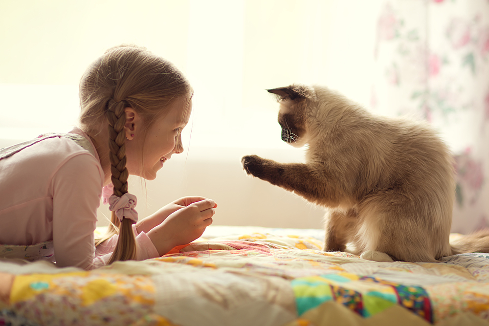 girl plays with catnip alternatives with cat