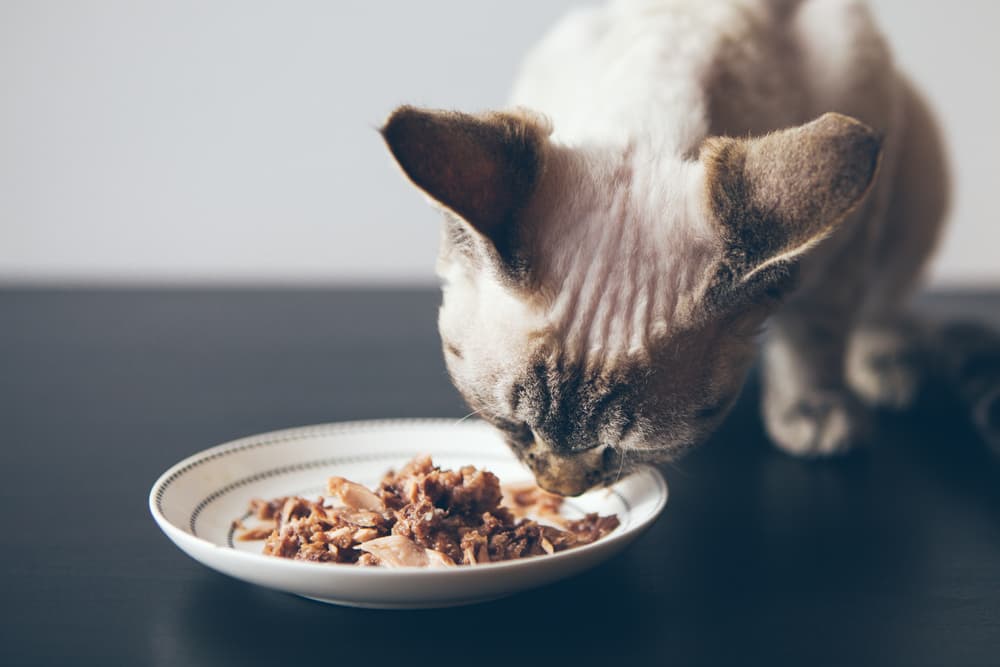 Senior cat eating out of his cat food bowl