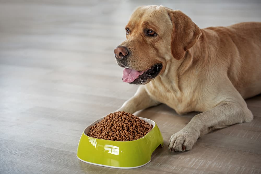 Best Dog Food for Weight Loss: 6 Healthy Options