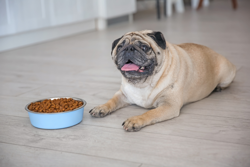 Small overweight dog with bowl of food