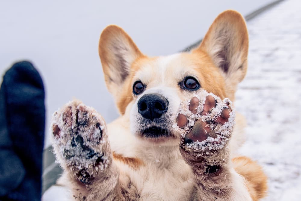 Corgi dog paws in the cold snow