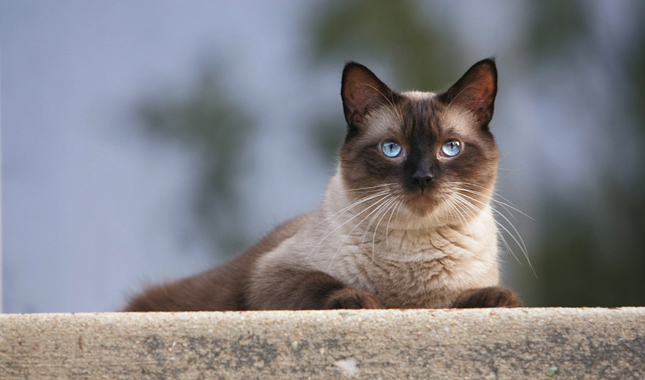 Siamese